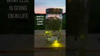 Fireflies bringing on Summer #firefly #fireflies #summer #insects #sunset