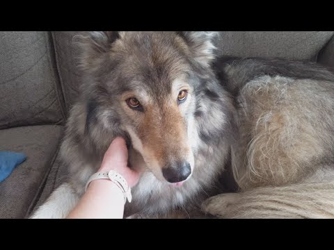 Two very fluffy wolfdogs