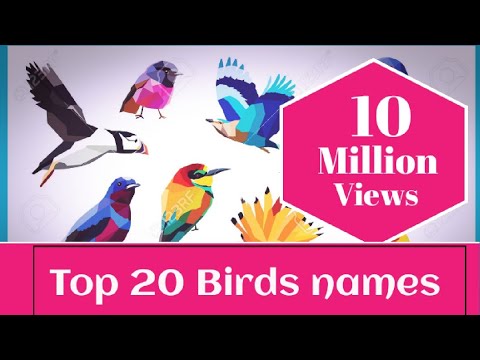 list of bird names with meaning || different bird sounds|| top 15 birds vocabulary