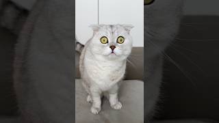 Is she a real predator?🐯 Watch this to the end! #cat #cats