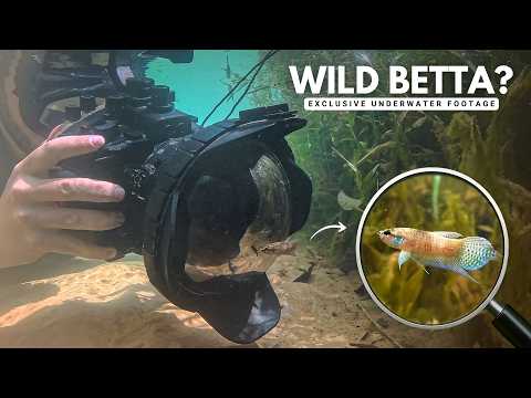 Snorkeling with Wild Betta and Finding a Mystery Population | EP 1 Betta in the Wild