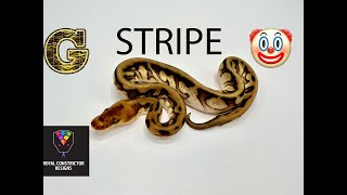 G-Stripe! This is a morph you need to know everything about.