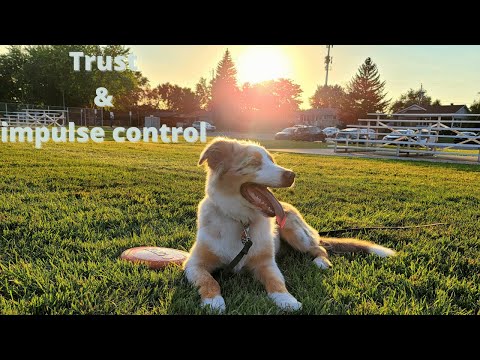 Will My Puppy Listen To Me?