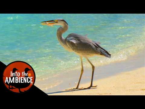 Island Wildlife - Relax with Nature - Featuring Birds, Crabs, Chickens, Lizards, Bats and No Music!
