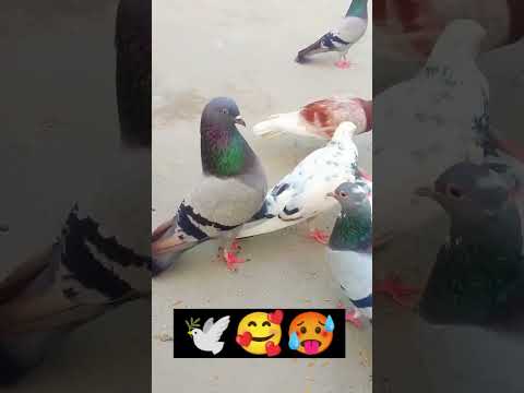 Papa ko bolna ladka kabutar baj hai #kabuter baazi