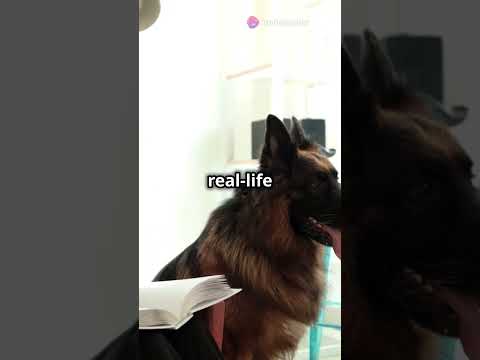 Dogs Man's Best Friend in 60 Seconds!  #animal #facts #wildlife #animals #nature #naturelovers #dog