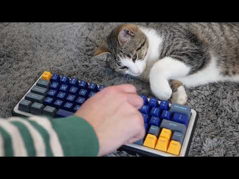 Testing my custom keyboard project with my cat