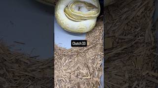 More Paint On The Way! #ballpython