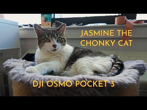 Jasmine the Chonky Cat | Filmed on DJI Osmo Pocket 3