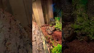 Our Beautiful #BabyBallPython 🐍🥺😍💙