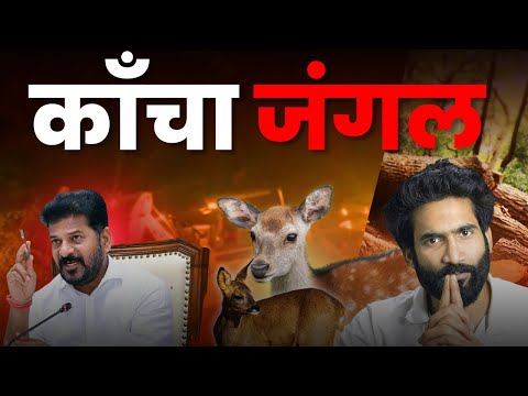 Telangana Forest News | Kancha Gachibowli | जंगल की कटाई | #universityofhyderabad #kanchagachibowli