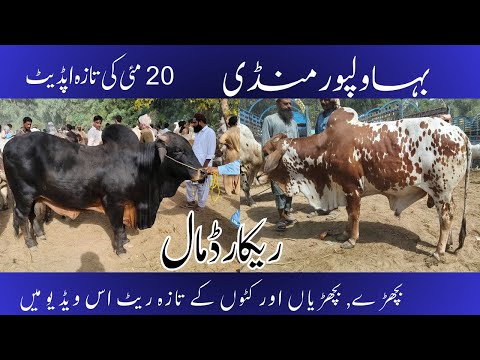 Mandi Update: Bahawalpur Market Prices Explored (2025)