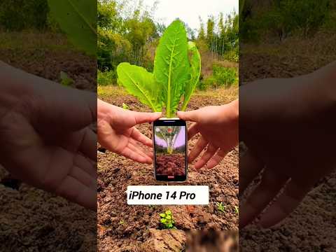 iPhone 14 Pro camera test #iphone #shorts