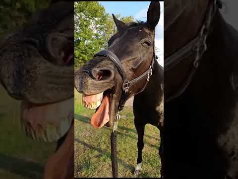 FUNNY TRENDING VIDEO | Horse 🐴 Funny status Video