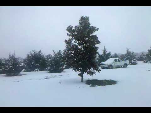 Texas Snow Part Deux