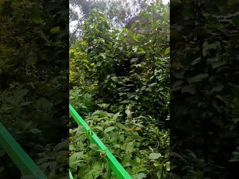 #Spicegarden #kerala