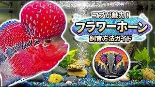 フラワーホーンの飼い方？｜動物ドキュメンタリー