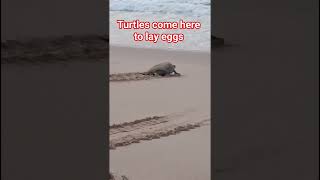 Turtle watching  experience in Oman #oman #turtle #turtlewatching #omantourism #overseastravel