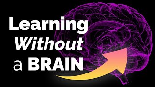 Learning Without a Brain - Science on the Edge