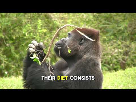 interesting facts about gorillas