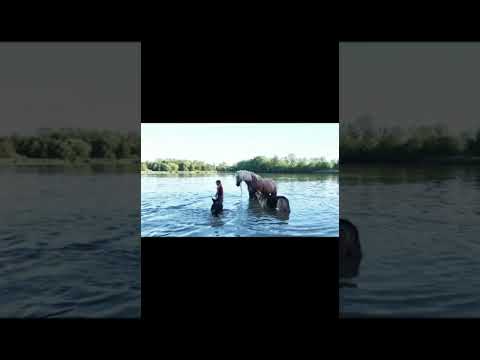 #amazing #water #adventure with #horses #trip #dog #dogs #summer #funny #fun #swimming  #lake #river