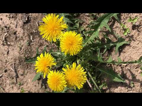 Foraging and Cooking Dandelion Greens