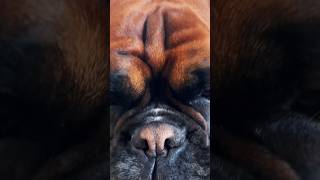 #dogboxer Boxer dog Ruba cute 🥰 #puppy #music #kingboxer #funnyshorts #pets #boxerlove