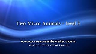 Two Micro Animals – level 3