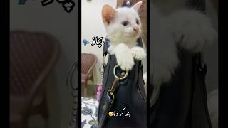 🥹☹️😒#cat #cutecat #catlovers #funnycats #shortvideo #viralshort #shorts #2025 #foryou #explore
