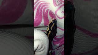 🤍🐍#snake #viralvideo #foryou #reptiles #animals #fypシ#piedballpython #ballpython