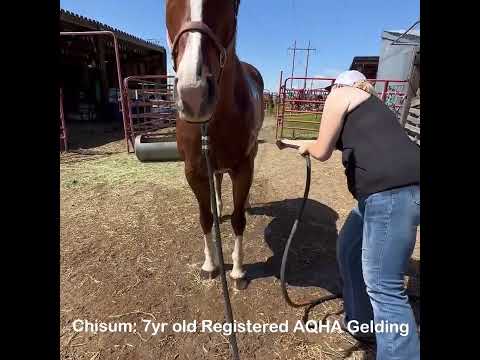 (Sold) Chisum: 7yr old registered AQHA race bred gelding.