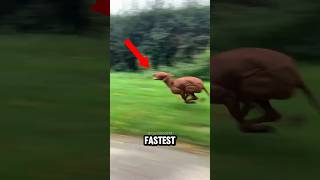 Top 4 FASTEST Animals on Earth That Don’t Even Need Wheels #pets #animals #speed