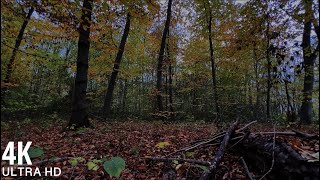 1 Hour of a Beautiful Forest Scenery with Beautiful Piano Music and Bird Sounds | 4K Ultra HD