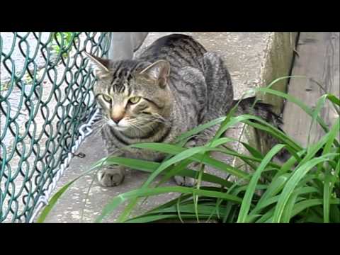 Cute Cats Enjoying the Garden - Vlog of Randomness #30