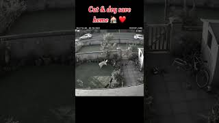 Thief vs Cat & Dog 😂 #FunnyPets #CatVsThief #DogVsThief #PetComedy #ThiefCaught #shorts