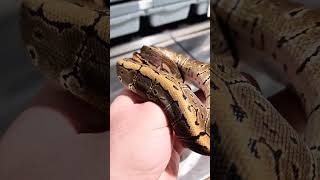 Getting her ready to take to her new family #ballpython #royalpython #snake #reptiles