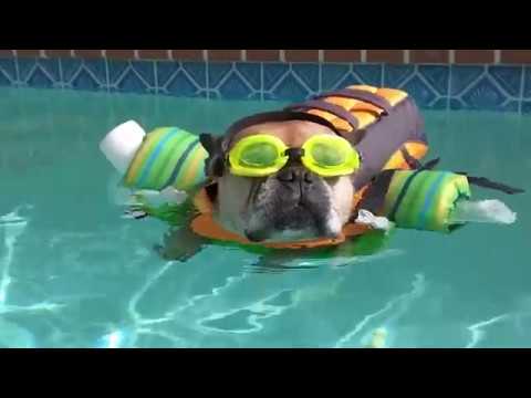 SMOOTH COUB | FUN ANIMAL COMPILATION #1