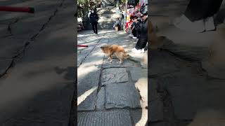 China has the happiest dogs 🐕 #travel #chinavibes #dogshorts #livinginchina #chinalife #chinaliving