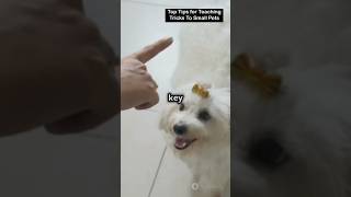 Top Tips For Teaching Tricks To Small Pets 🐣