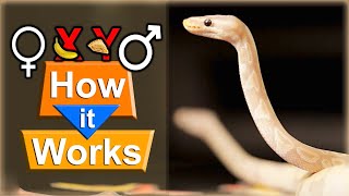 The Super Banana Ball Python