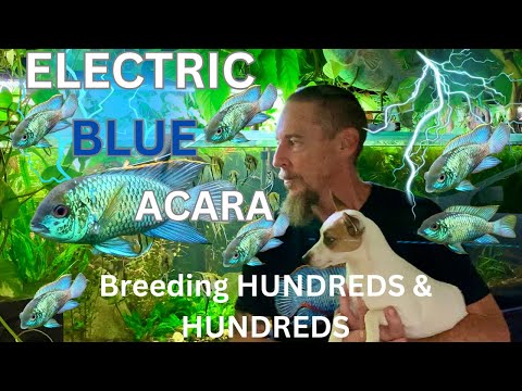Breeding my Electric Blue Acara's