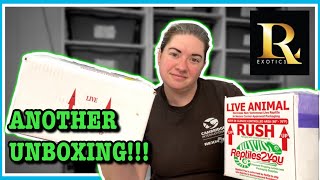 UNBOXING NEW RECESSIVE MALE! NEW BALL PYTHONS | Reptile Unboxing | Ball Python Breeding