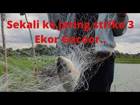 sekali jaring dapat 3 ekor