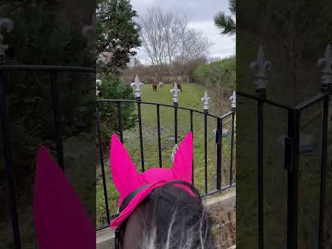 Blue seeing Alpacas for the first time!