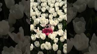 Being different is beautiful 🌷# aesthetic # reels # tulips # ethereal vibes#