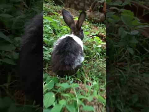 #rabbit #animal #cute #music #bunny #bts #funny #pet #nature #love #shortsvideo #youtubeshorts