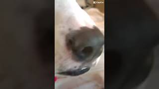 Major the Pitty Mix in his REAL reel debut! #pittbull #pittmix #doggo #Majorpittmix