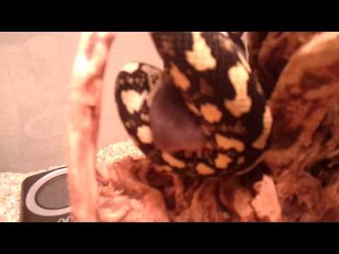 Jungle Carpet Python feeding pt.1 - Nemesis