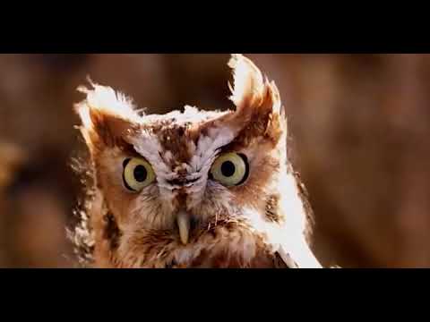 Cinematic Wings / Wild Wings Motion / Wild Wings Motion