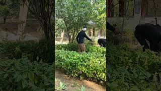comedy #sorts #shortvideotrends #comedyvideo #fatherandson #vpbhaiyashorts